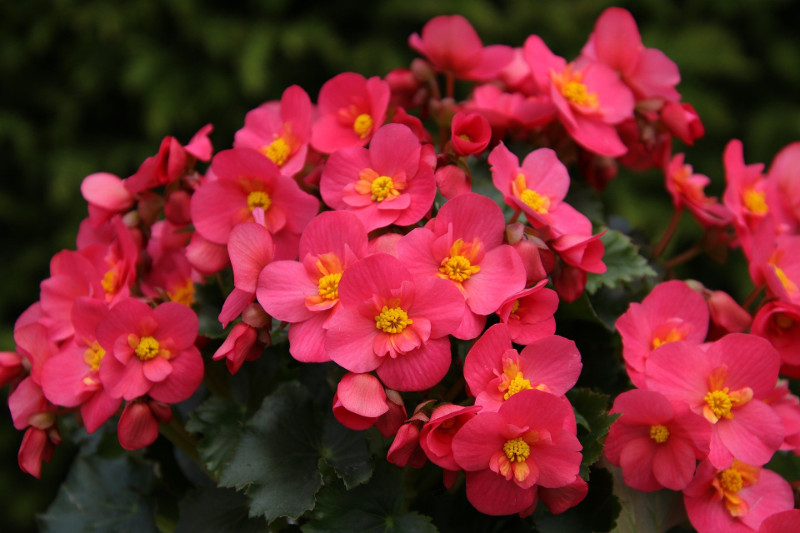 newly-trimmed-begonia-full-of-blooms.jpg