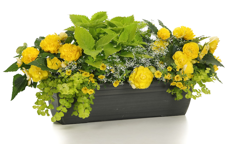 nonstop-yellow-begonia-planted-with-calibrachoa-coleus-diamond-frost-euphorbia-and-creeping-jenny.jpg