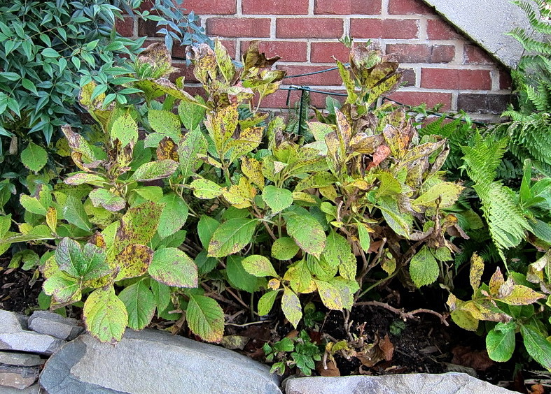 Hydrangea Leaves Turning Yellow