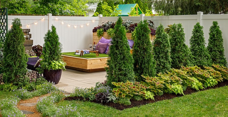 north-pole-arborvitae-planted-with-wishbone-flower-creeping-jenny-coleus-and-sweet-potato-vine.jpg