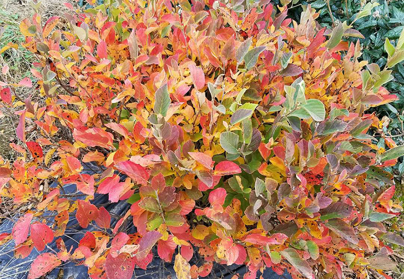 nursery-potted-fothergilla-legend-of-the-small.jpg