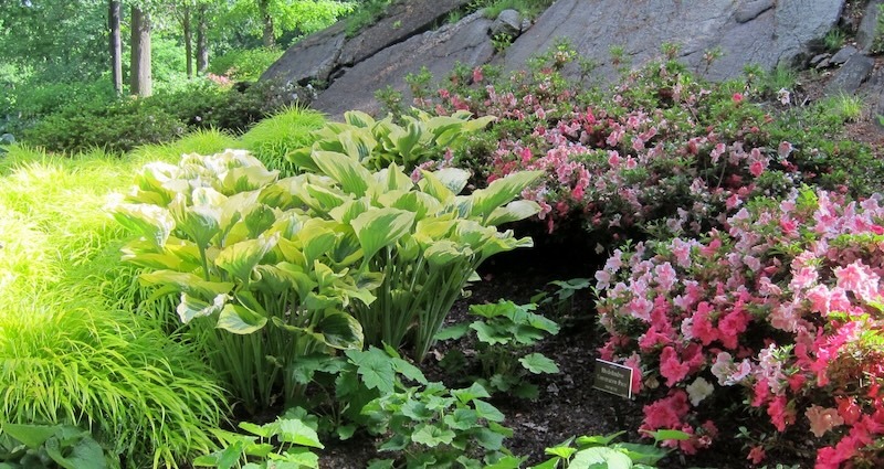 ny-botanical-garden-azalea-garden-featuring-hakonechloa-macra-all-gold-hosta-broad-band-and-rhododendron-azalea-conversation-piece-.jpg