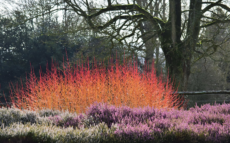 nymans-gardens-showing-massed-heather-in-front-of-dogwood-shrub.jpg