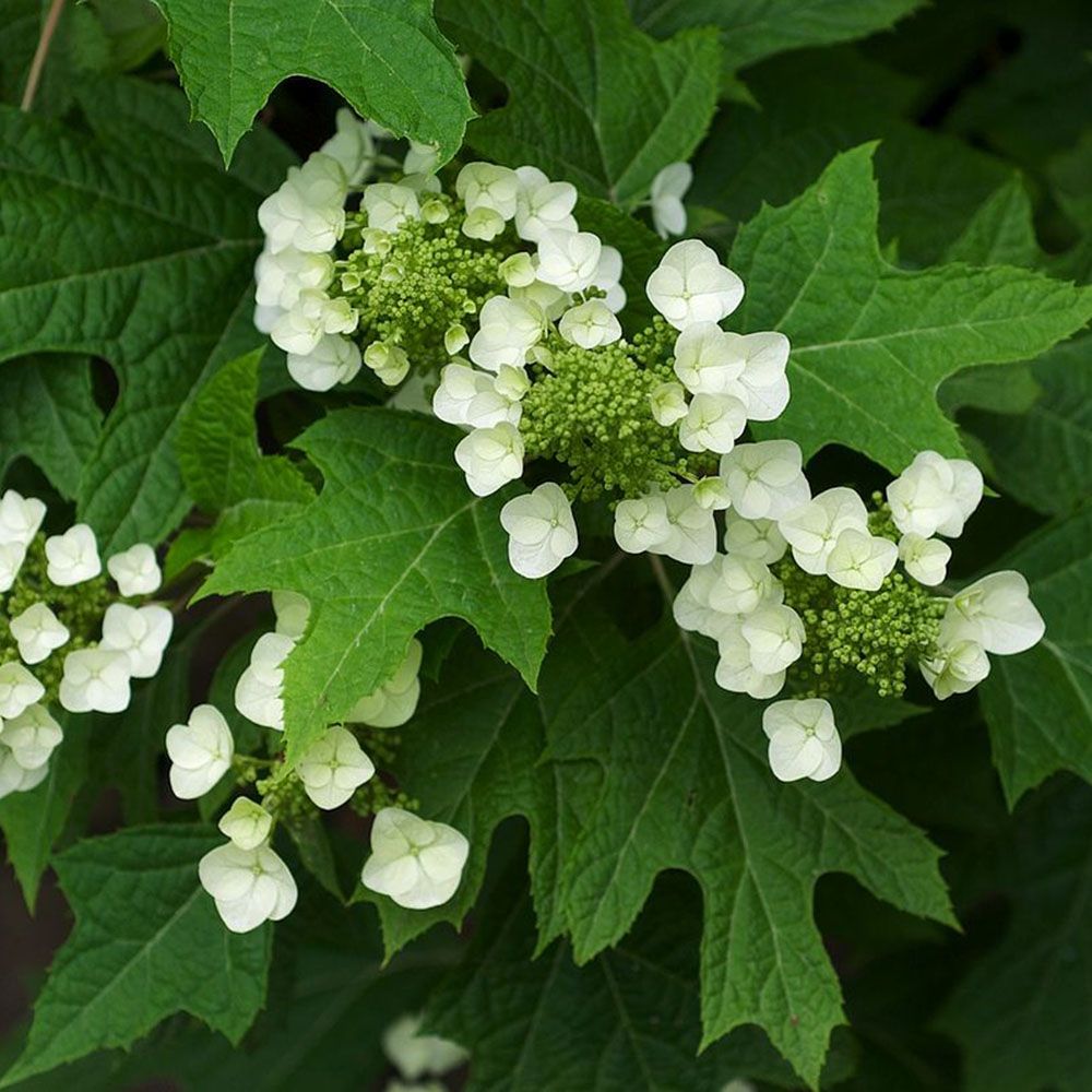 Image of Lime hortensia leaf