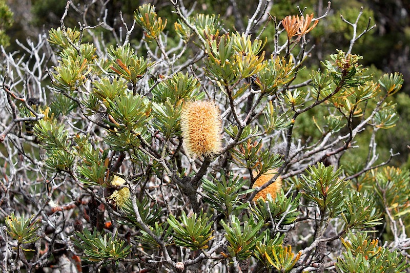 How to Grow and Care for Bottlebrush Bushes