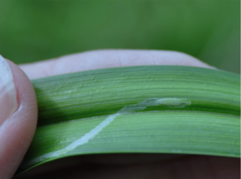 ophiomyia-kwansonis-larva-in-daylily-leaf-mine.png