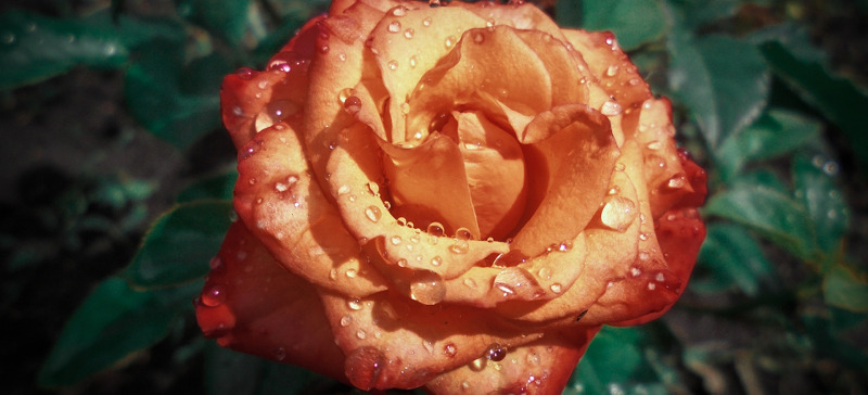 orange-flower-with-morning-dew.jpg