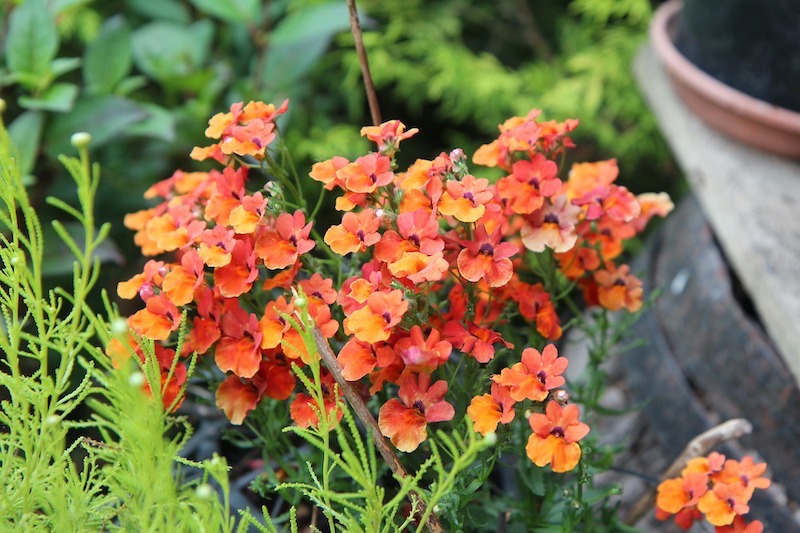 orange-nemesia-planting.jpg