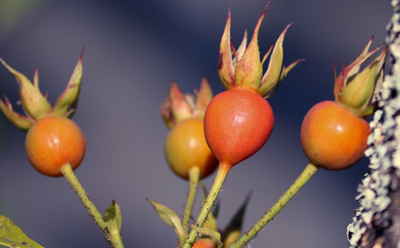 Culinary Rose Buds