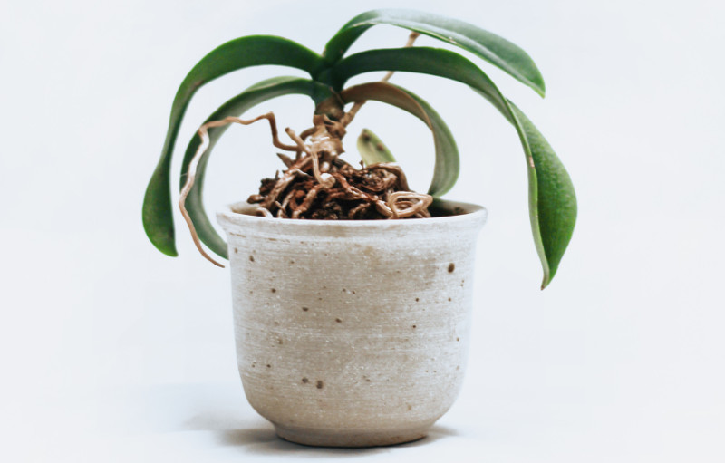 orchid-growing-in-a-pot-with-roots-climbing-out.jpg