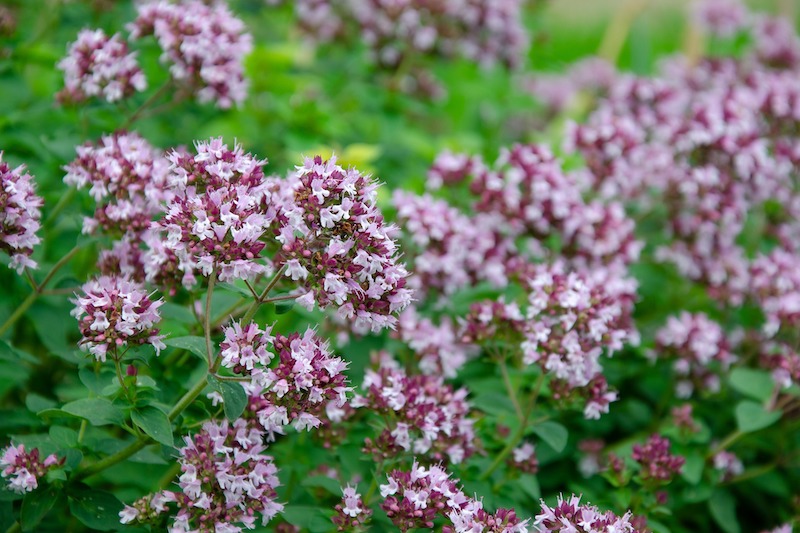 ornamental-oregano-in-bloom.jpg