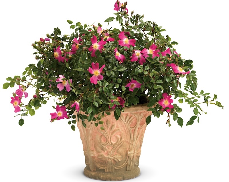 oso-easy-cherry-pie-rose-in-decorative-container.jpg