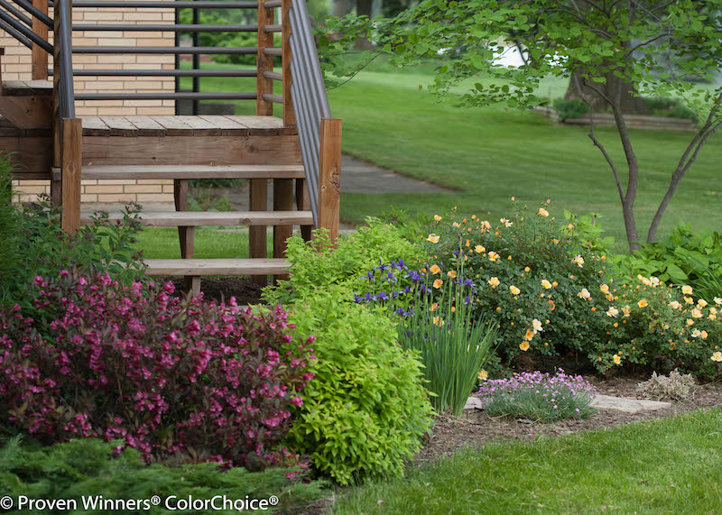 oso-easy-paprika-rose-combined-with-double-plant-gold-spirea-and-fine-wine-weigela.jpg