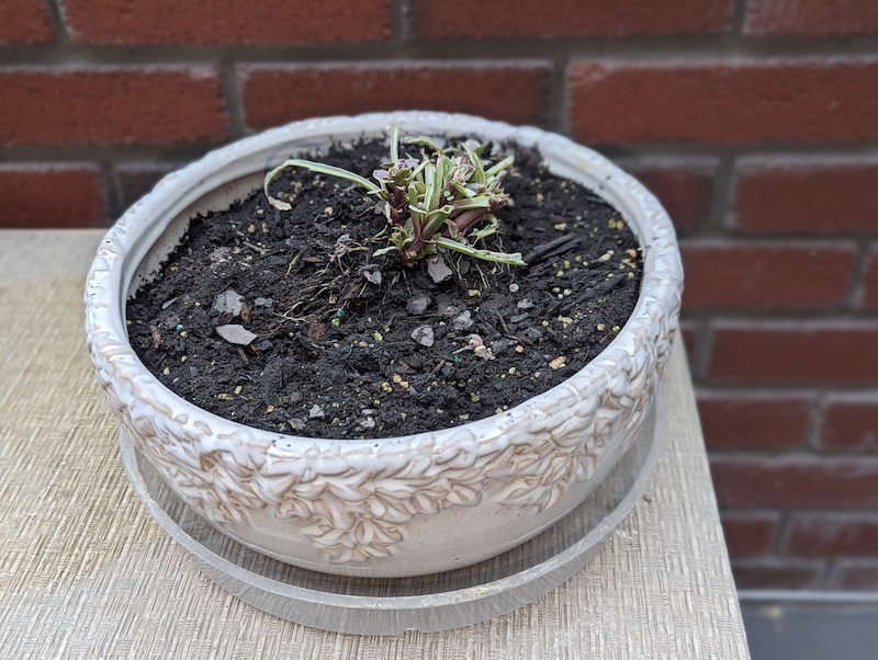 overwintering-potted-ajuga-indoors.jpg