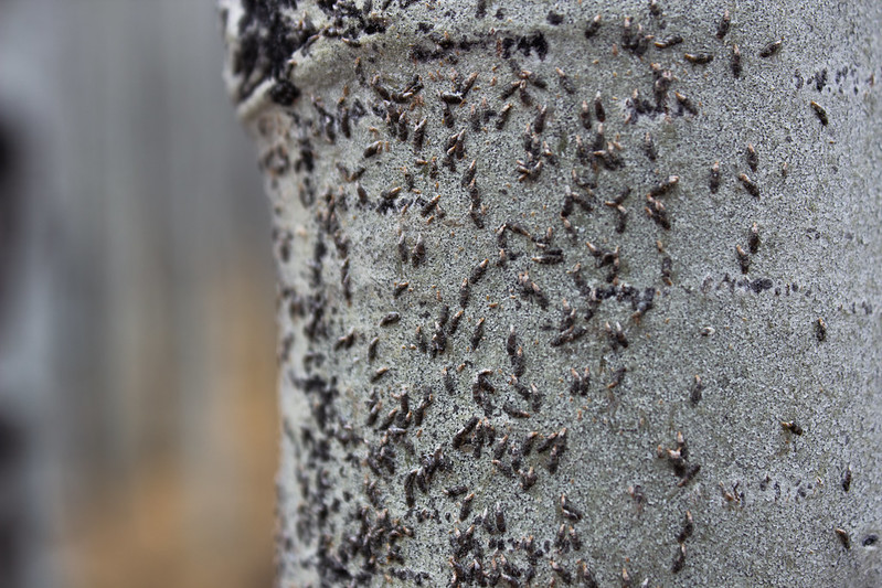 oystershell-scale-on-quaking-aspen.jpg