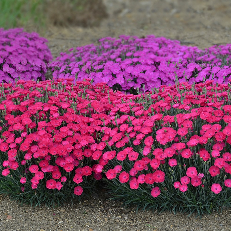 paint-the-town-magenta-pinks-dianthus-with-pink-blooms-82686.jpg