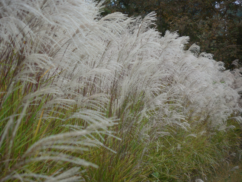 pampas-ornamental-grass-border.jpg