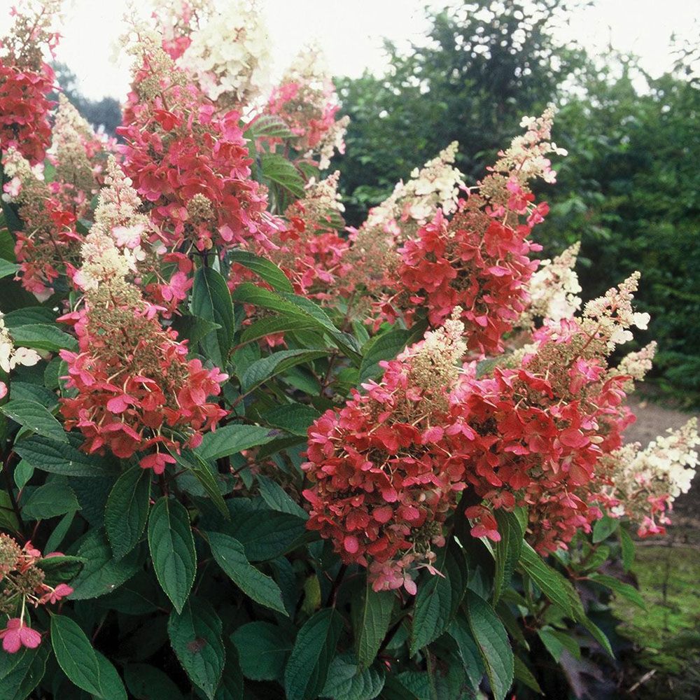 Panicle Hydrangea