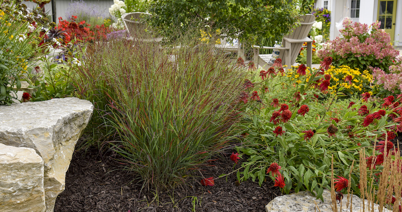 panicum-cheyenne-sky-in-the-garden.jpg