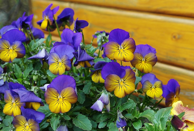 pansies-planted-next-to-house.jpg