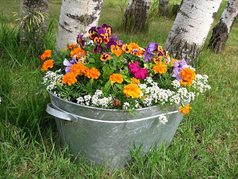 pansies-planted-with-marigold-petunias-and-verbena.jpg