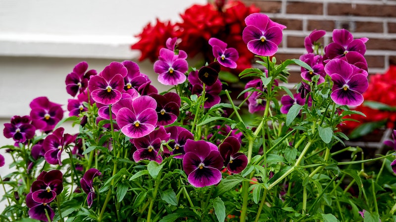 pansies-showing-leggy-stems.jpg