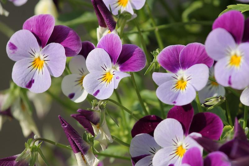 pansy-flowering-stems.jpg