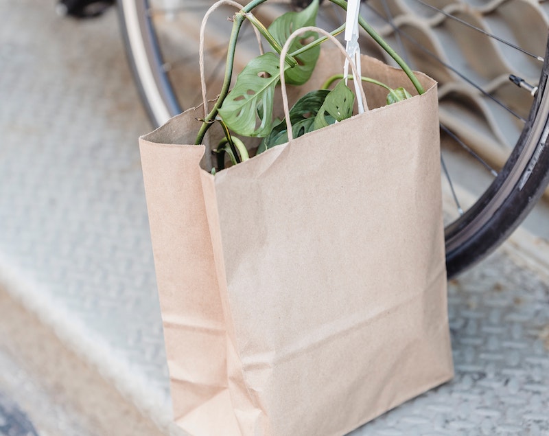 paper-bag-containing-new-monstera-plant.jpg