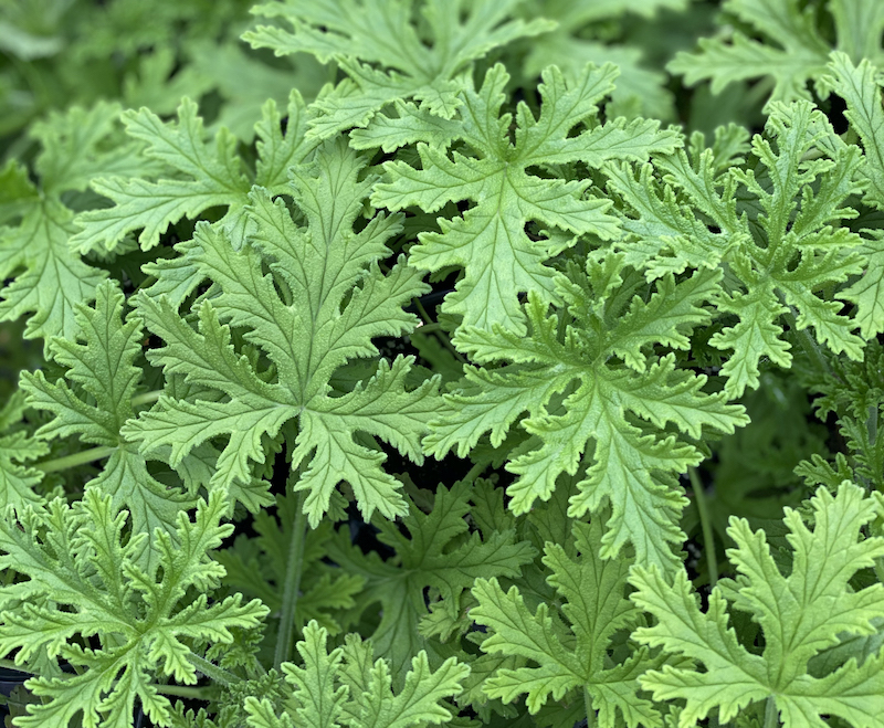 pelargonium-citronella-mosquito-plant-foliage.jpg