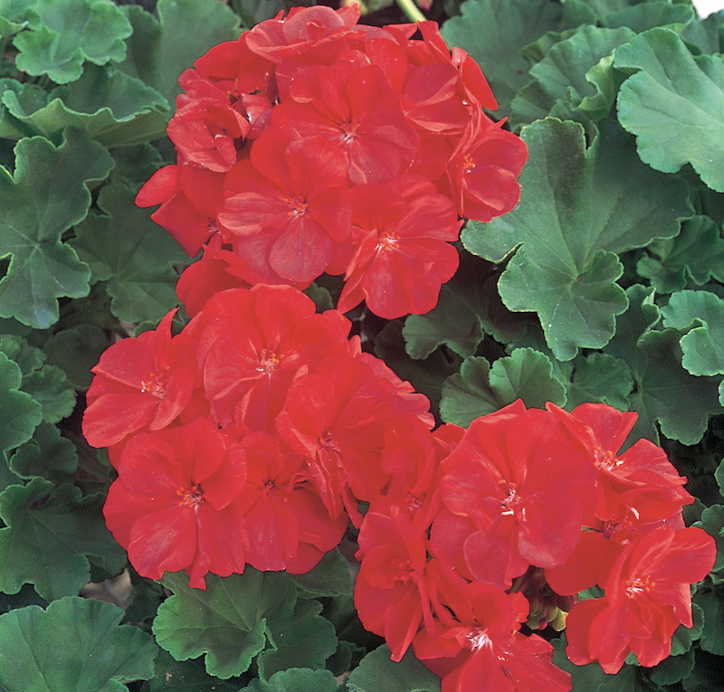 pelargonium-flowers.jpg