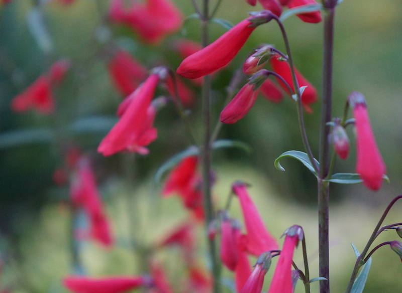 penstemon-fireworks-in-bloom.jpg