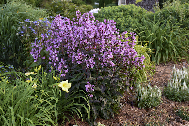 penstemon-midnight-masquerade-planted-with-daylily-veronica-and-miscanthus.jpg