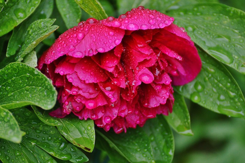 peony-leaves-and-flower-after-rainfall.jpg