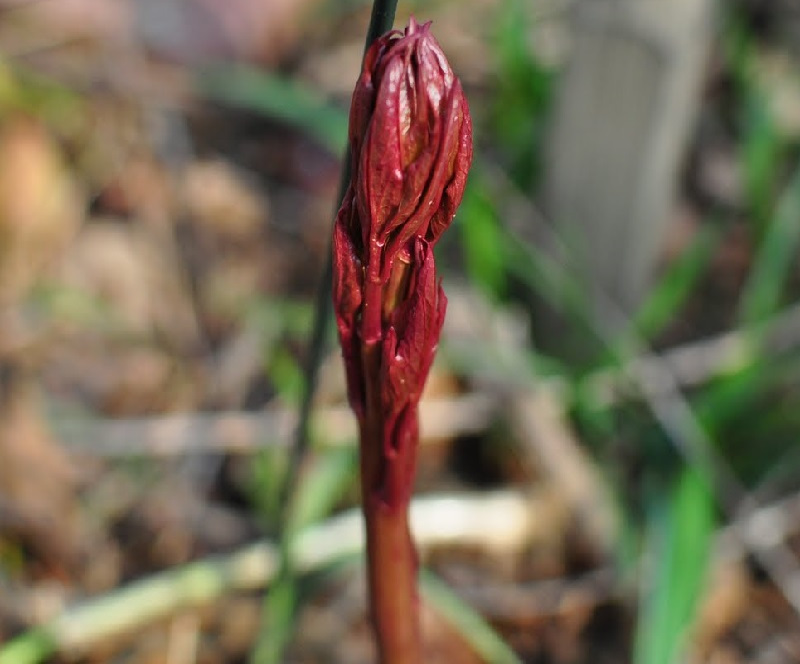 peony-stalk-1.jpg