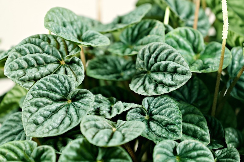 peperomia-caperata-in-bloom-in-bright-indirect-light.jpg