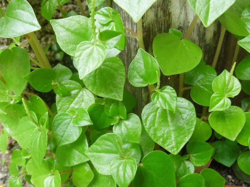 peperomia-pellucida-blooming-outdoors.jpg