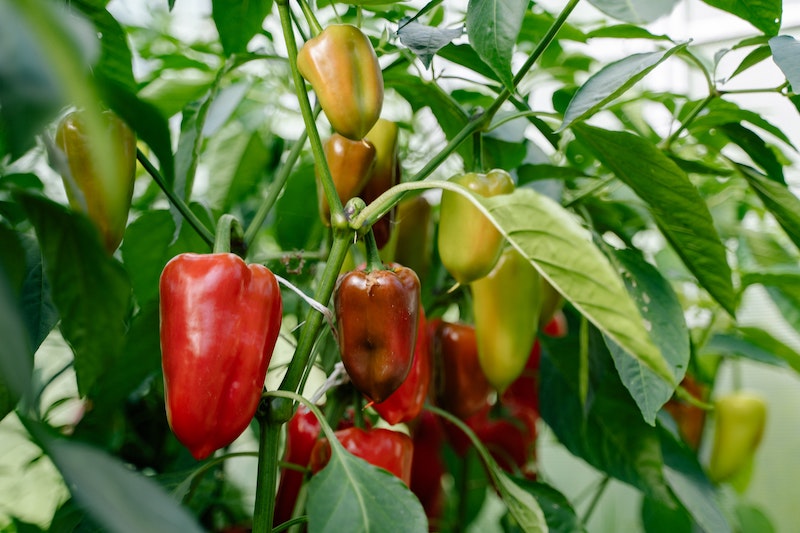 pepper-plant-with-ripe-fruit.jpg