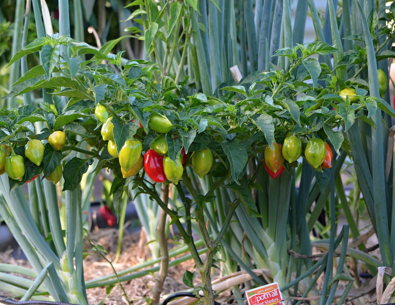 peppers-and-onoins-growing-together.jpg