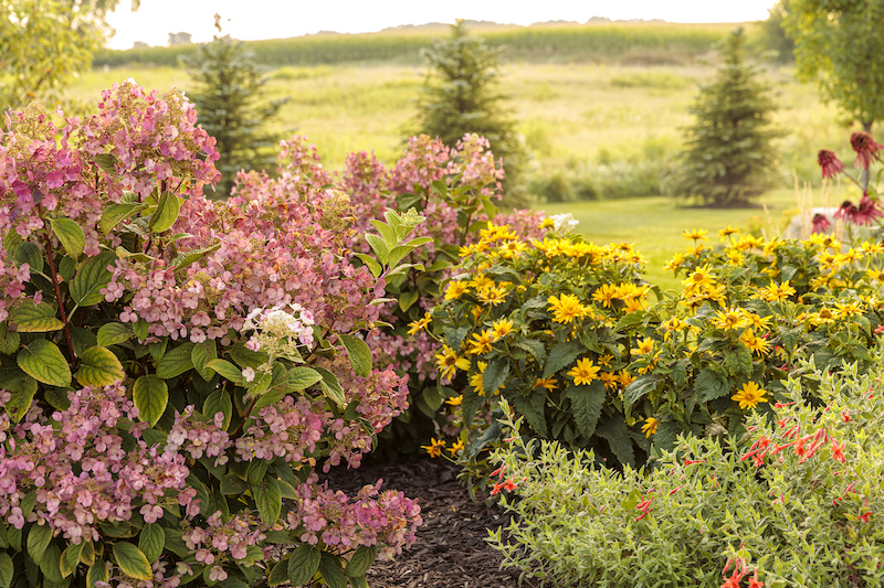 perennial-sunflower-planted-with-bobo-hydrangea-and-firecracker-plant.jpg