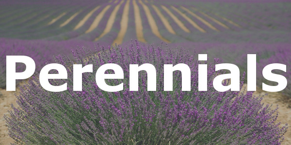 perennials-banner.jpg