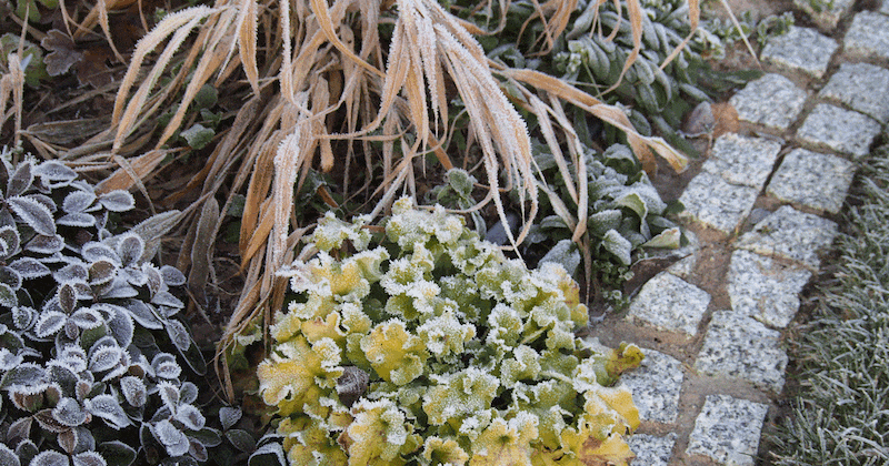 perennials-covered-in-frost.gif