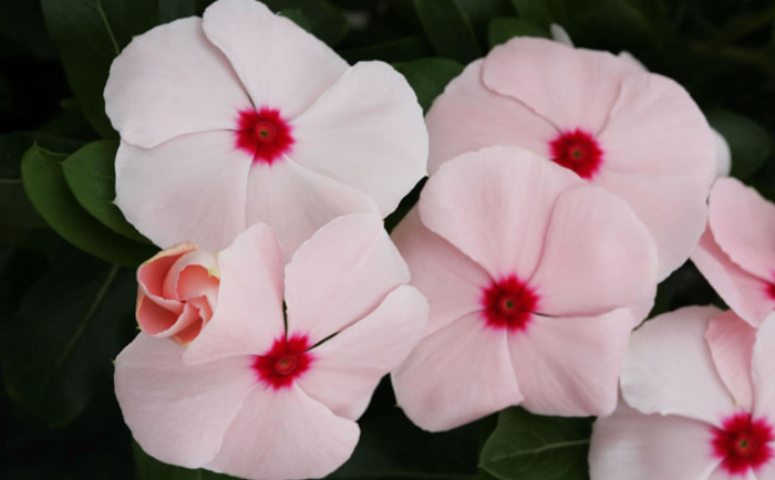 periwinkle-or-vinca.jpg