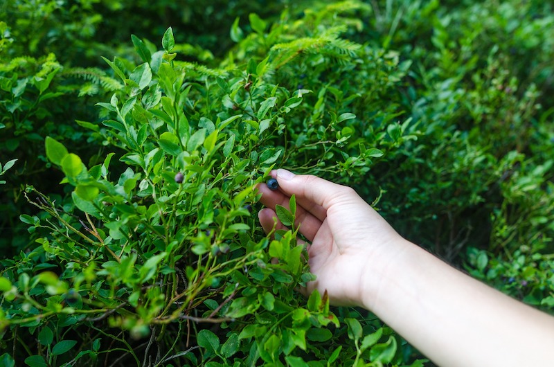 person-harvesting-a-blueberry.jpg