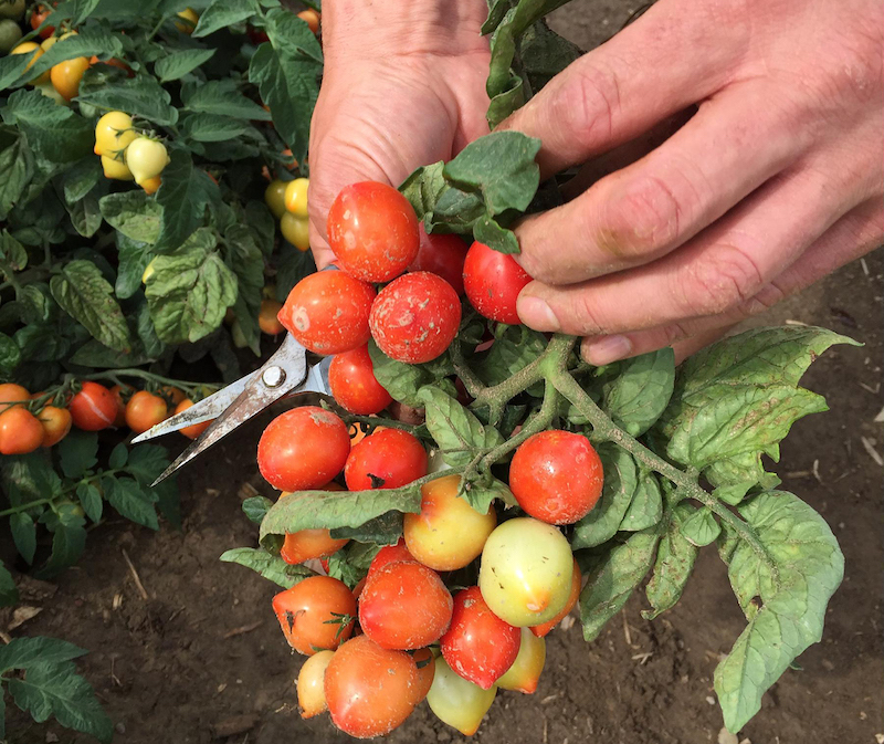 person-harvesting-goodhearted-tomatoes-with-scissors.jpg