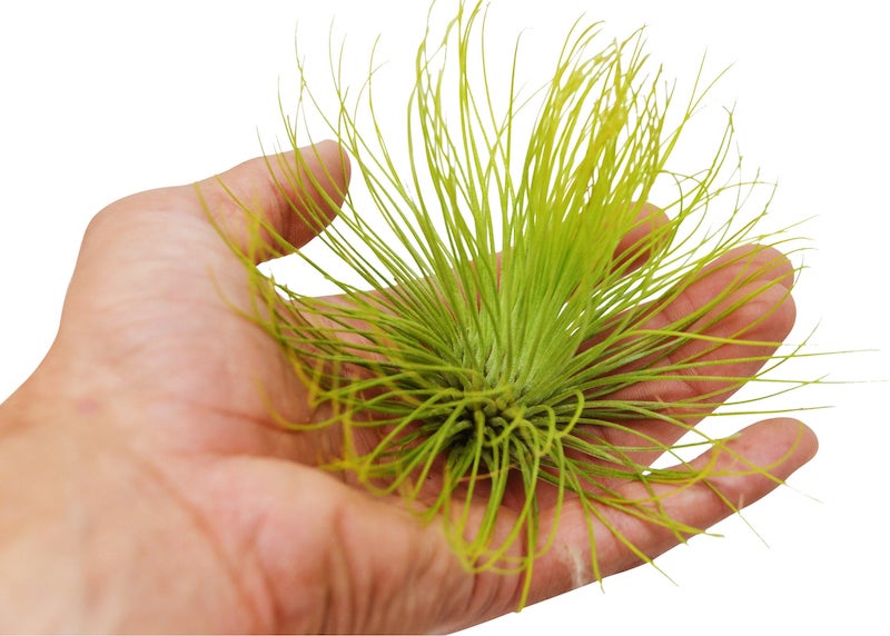 person-holding-air-plant-andreana.jpg