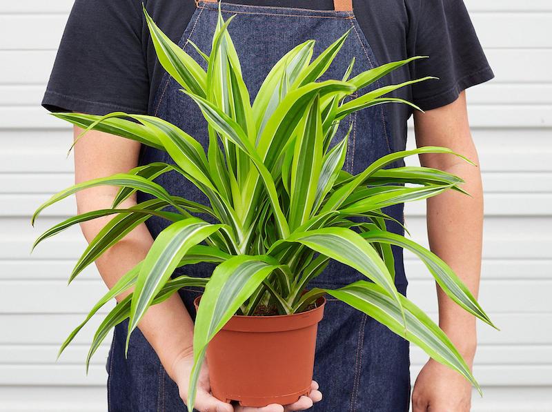 person-holding-dracaena-lemon-lime-outdoors.jpg