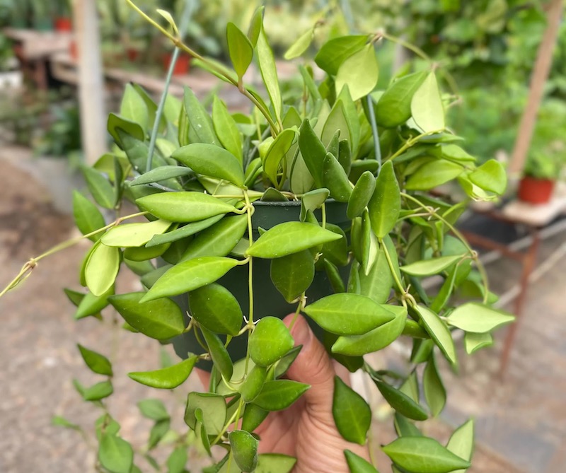 person-holding-hoya-burtoniae-in-hanging-basket.jpeg