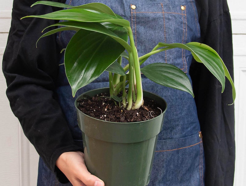 person-holding-philodendron-dragon-tail-in-nursery-pot.jpg