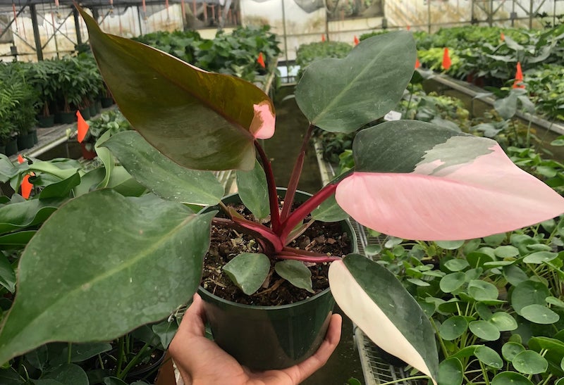 person-holding-philodendron-pink-princess-in-a-greenhouse.jpg