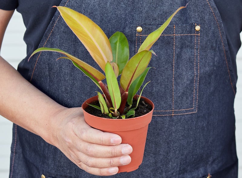 person-holding-philodendron-prince-of-orange.jpg